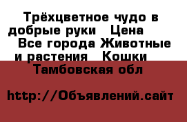 Трёхцветное чудо в добрые руки › Цена ­ 100 - Все города Животные и растения » Кошки   . Тамбовская обл.